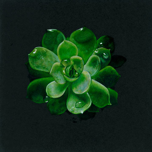 Fine Art Ink Print Succulent by Vancouver Artist Scarlett Grae